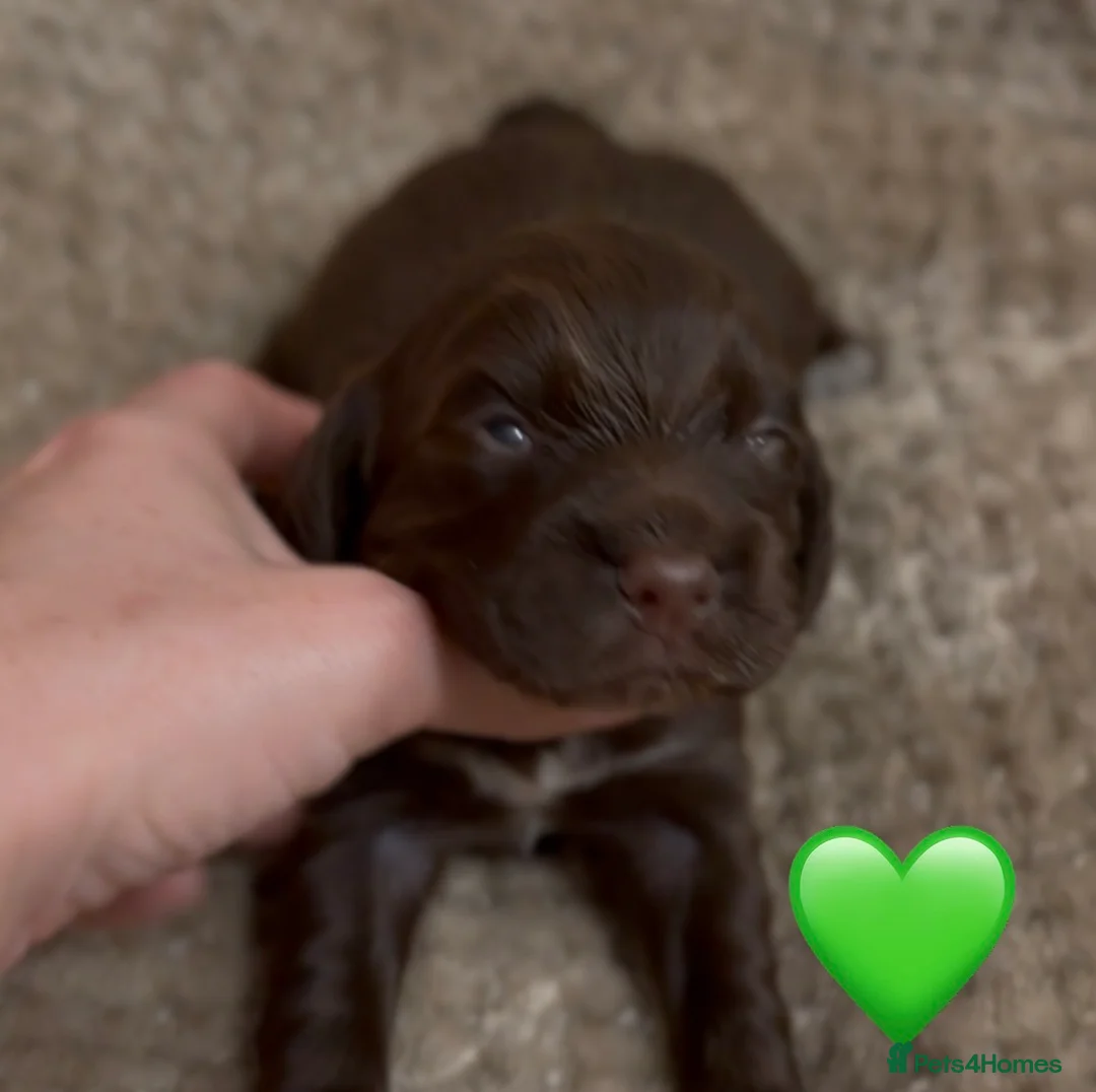 Cocker Spaniel dogs for sale: Stunning cocker spaniel pups - Advert 15