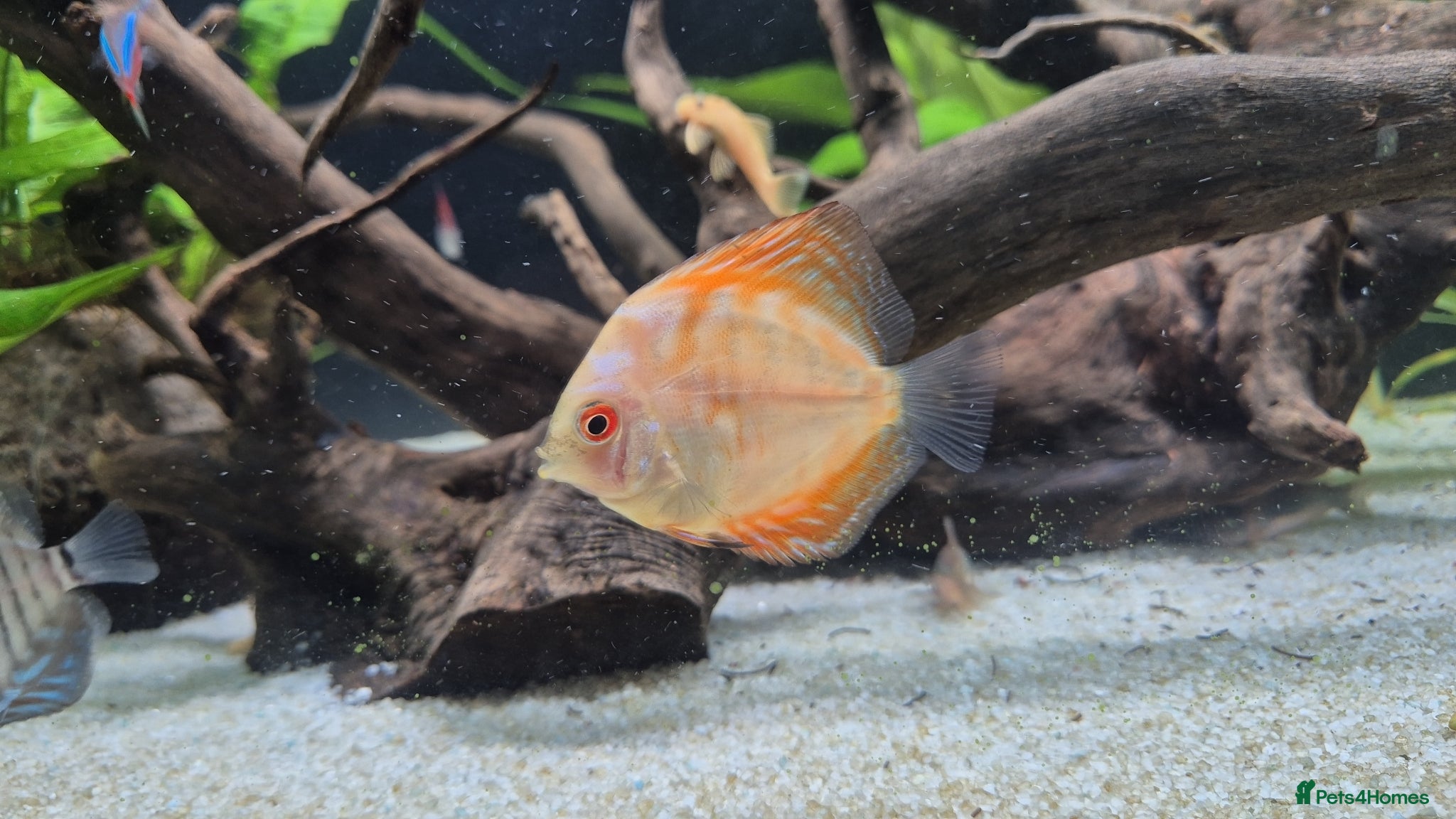 Cichlids fish Discus - Advert 2