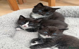 Ragdoll cats for sale: Ragdoll x kittens  - Image 4