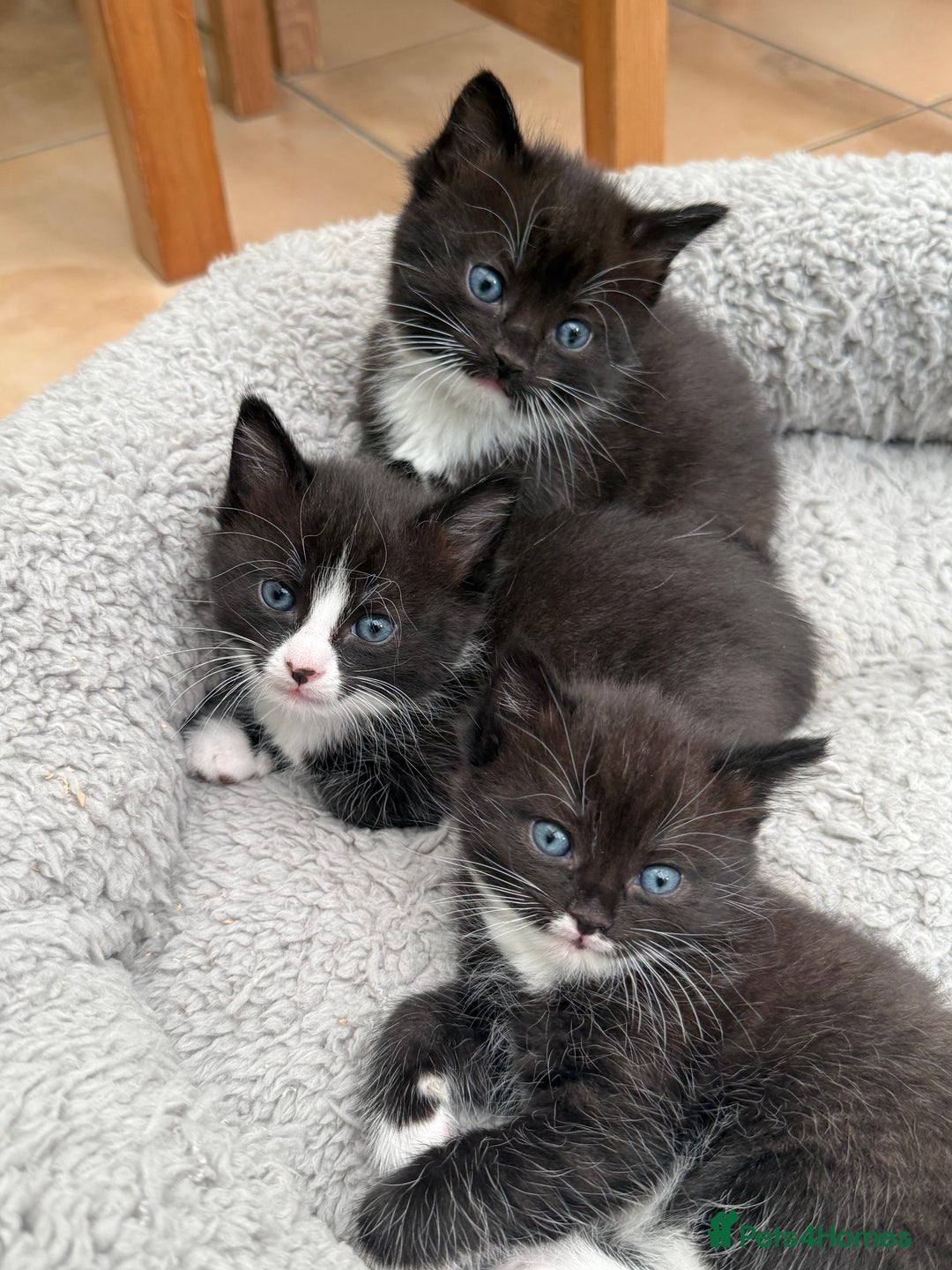 Ragdoll cats for sale: Ragdoll x kittens  - Image 4