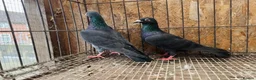 Pigeons birds for sale: TIGER GRIZZLED RACING PIGEONS FOR SALE - Advert 13