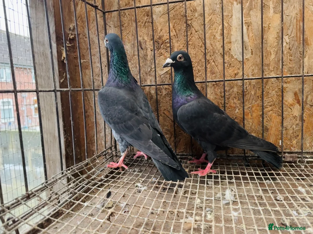 Pigeons birds for sale: TIGER GRIZZLED RACING PIGEONS FOR SALE - Advert 13