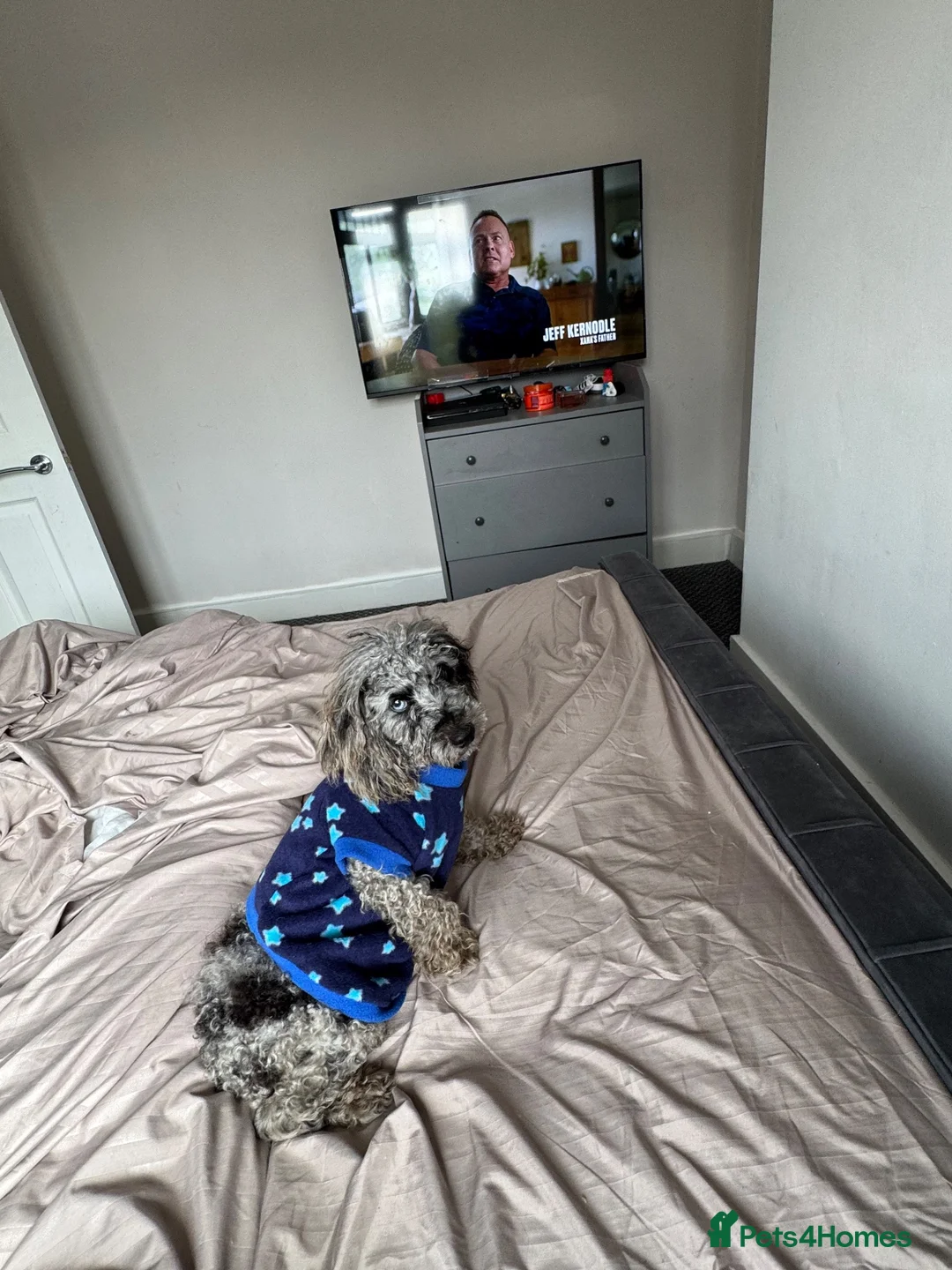 Miniature Poodle dogs for sale: Final price drop  - Advert 1