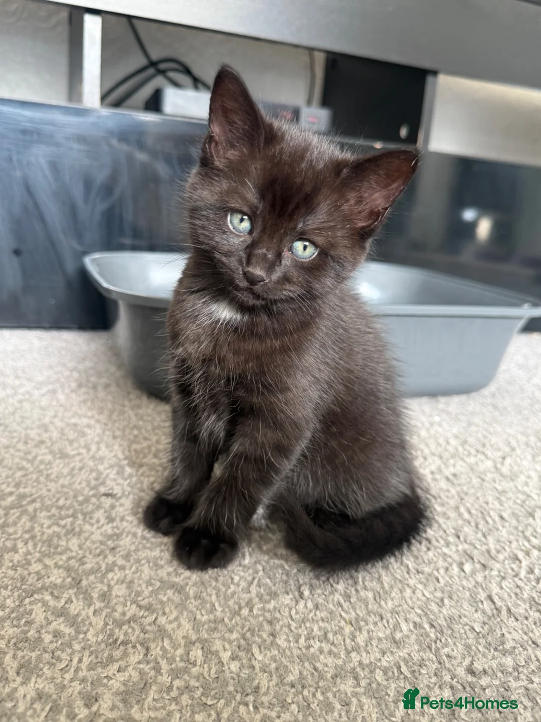 Mixed Breed cats for sale: 2 female kittens for sale  in Stockton-on-Tees - Advert 2