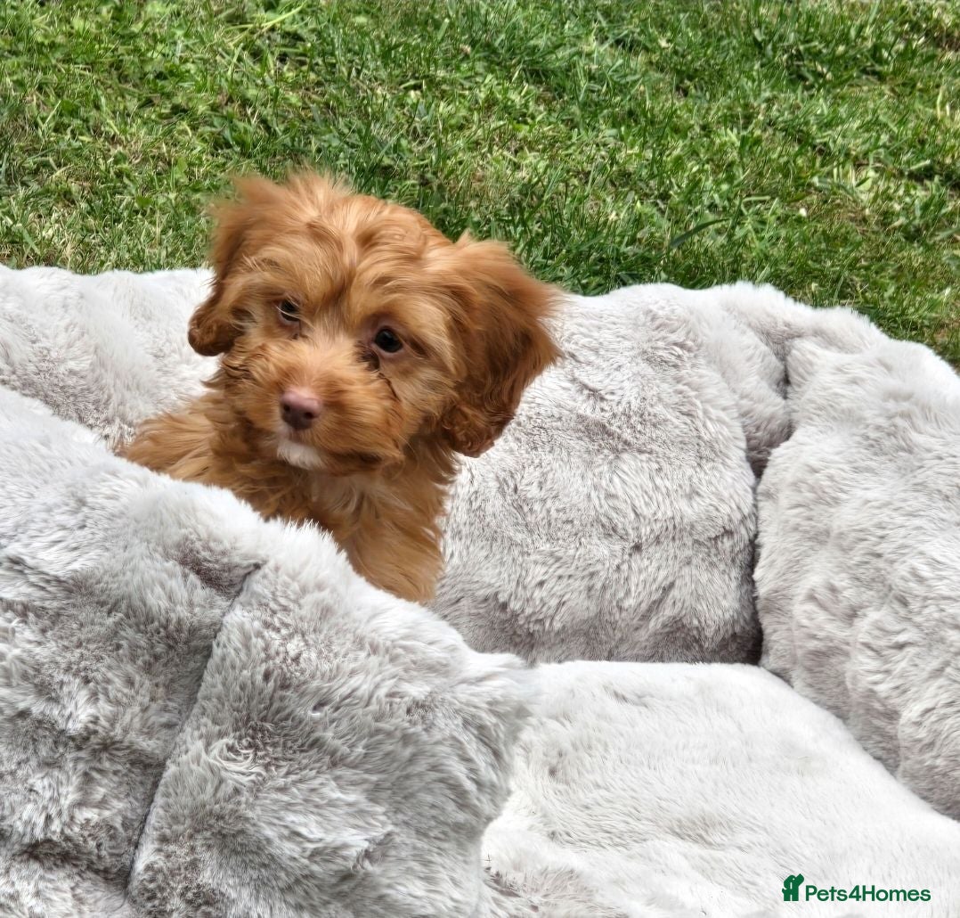 Cockapoo dogs Stunning F1 cockerpoo puppies  - Advert 2