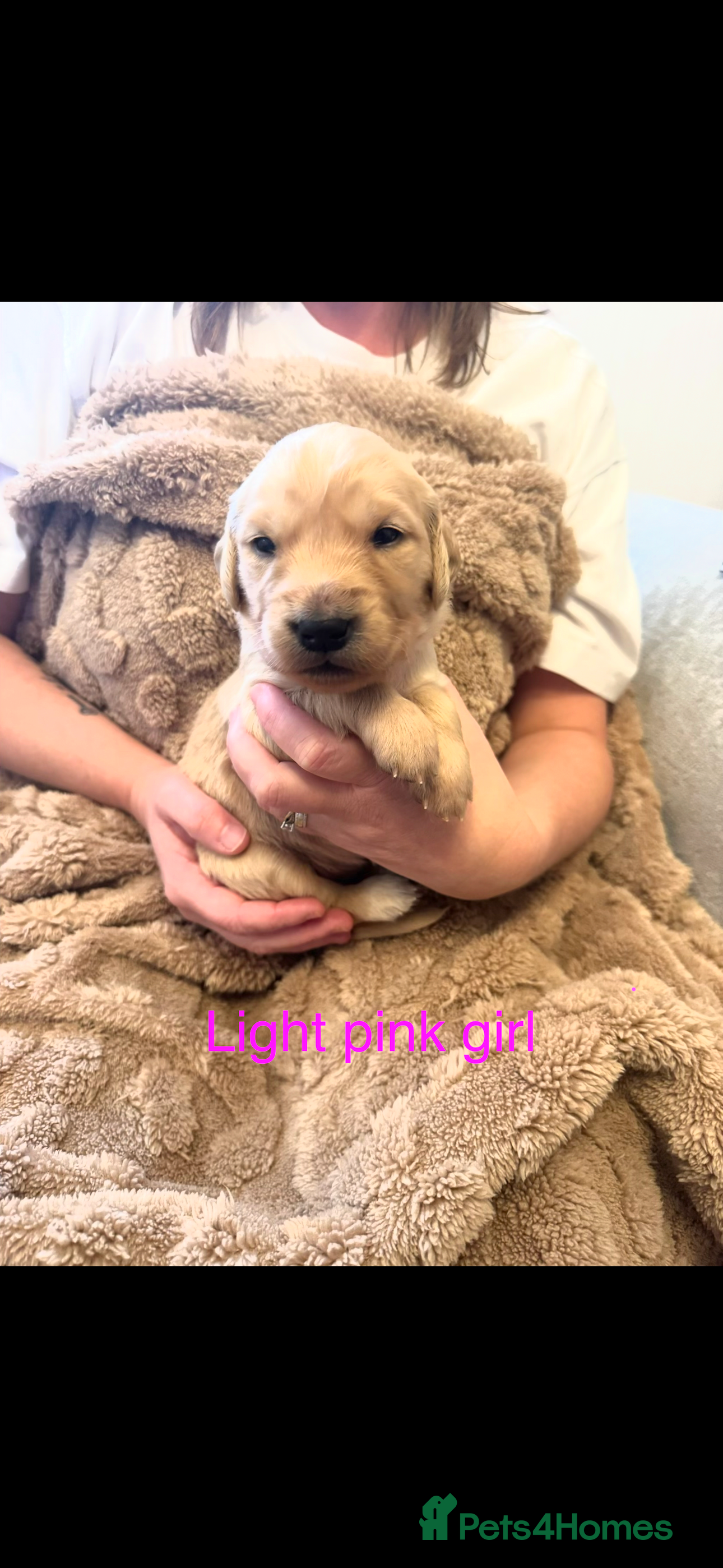 Golden Retriever dogs Golden retriever puppies  - Advert 2