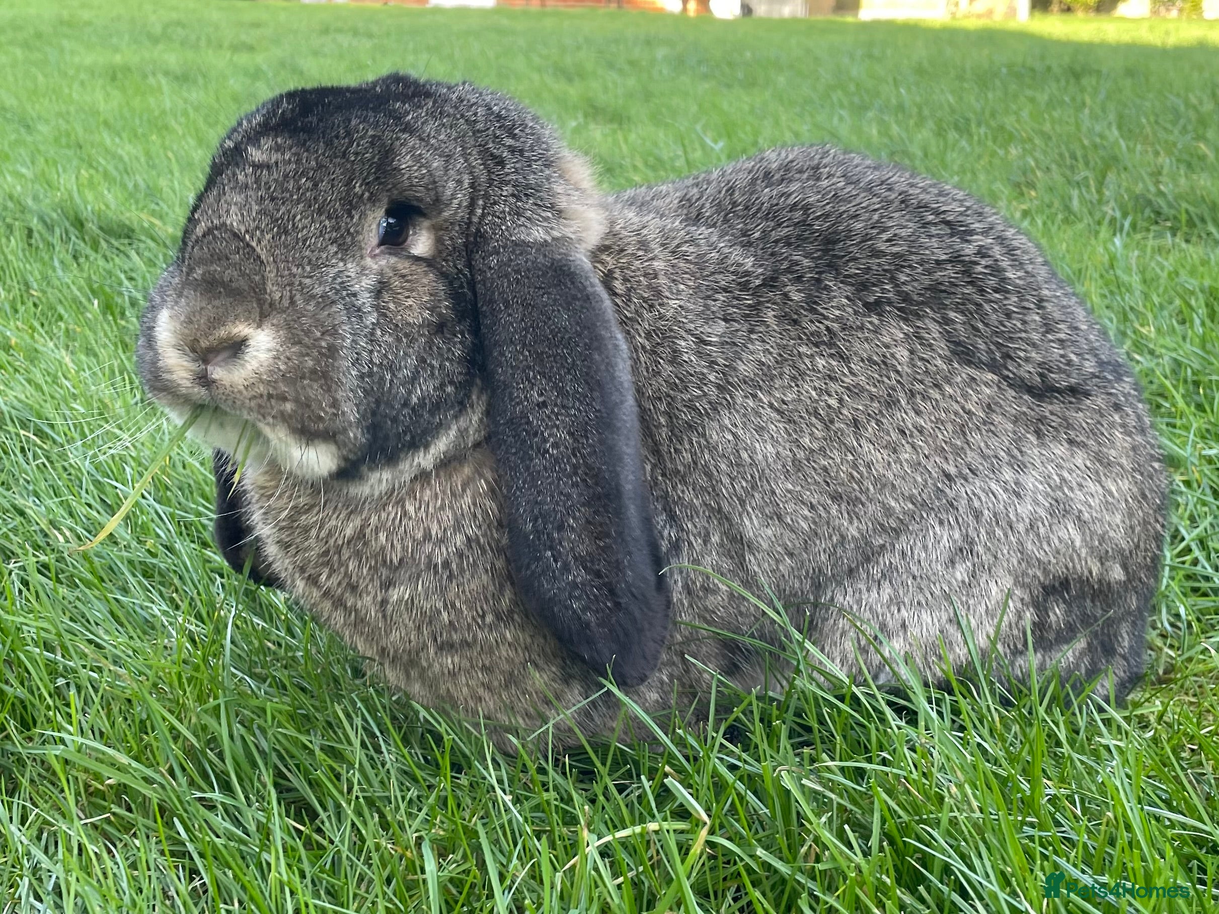 French Lop rabbits French Lop Pair - Advert 5