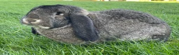 French Lop rabbits for sale: French Lop Pair - Advert 4