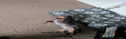 Miniature Dachshund dogs for sale: Needs a new home - Advert 4