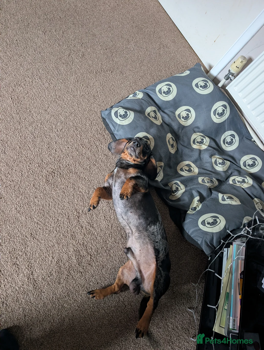 Miniature Dachshund dogs for sale: Needs a new home - Advert 4