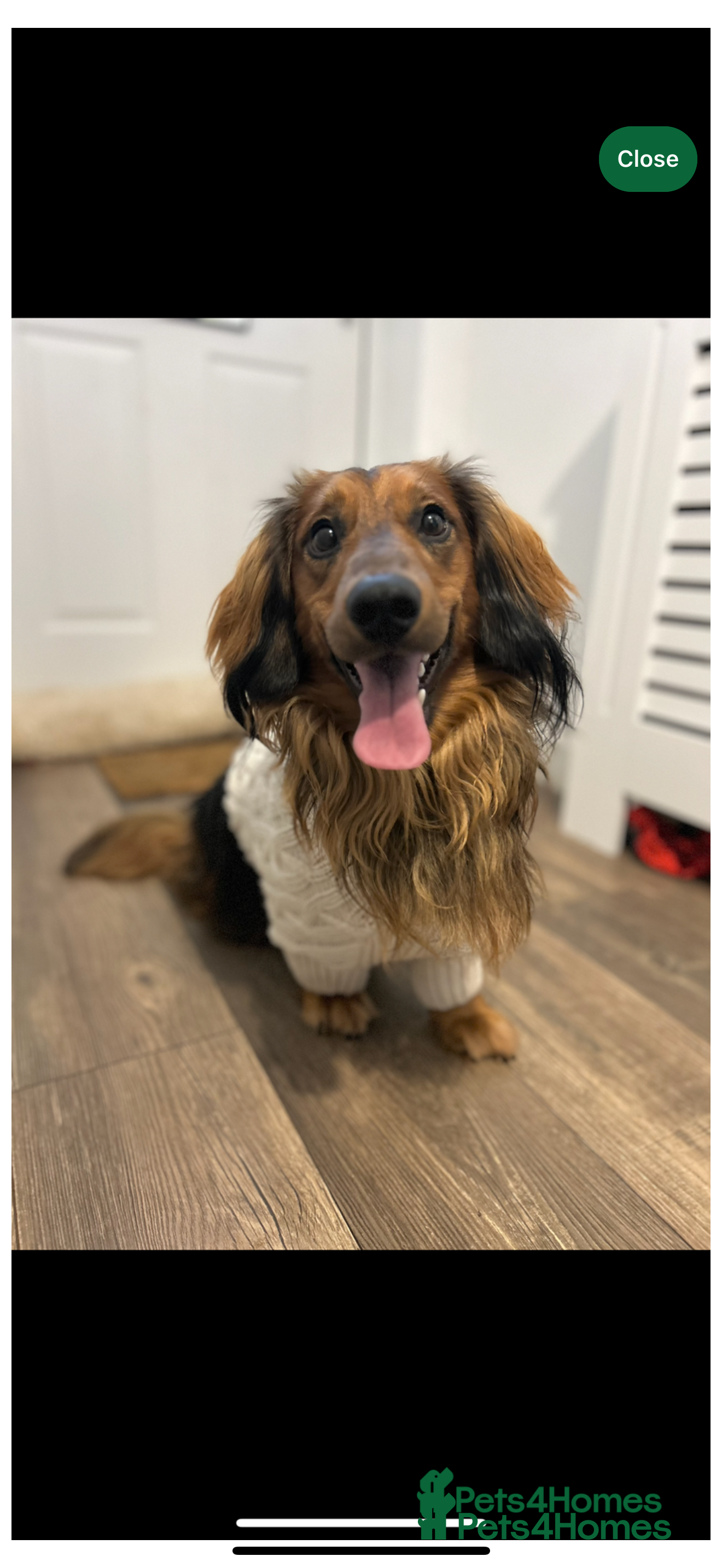 Dachshund dogs  dachshund x terrie  - Advert 4