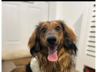 Dachshund dogs dachshund x terrie - Advert 1