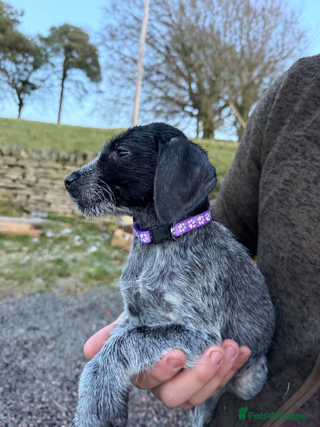 Mixed Breed dogs for sale: Stunning Labrador Pointer Puppies – Ready to go - Advert 33