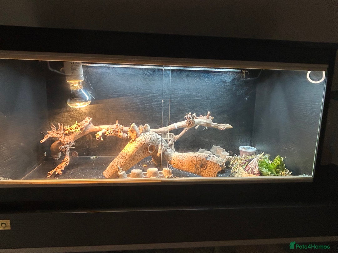 Bearded Dragon reptiles for sale: Reptile accessories and vivarium available - Advert 2