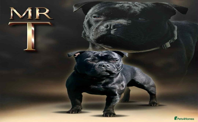 Staffordshire Bull Terrier dogs - Advert 4