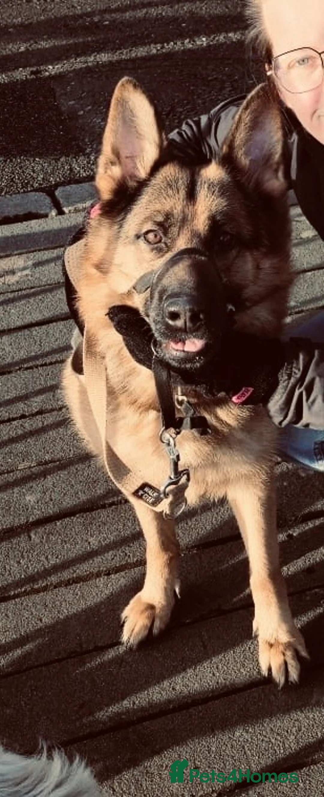 Golden Shepherd dogs for sale: 6 Beautiful Golden Shepherd Girls Available!  - Advert 11