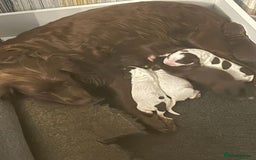 Sprocker dogs for sale: Beautiful Sprocker puppies  - Image 32