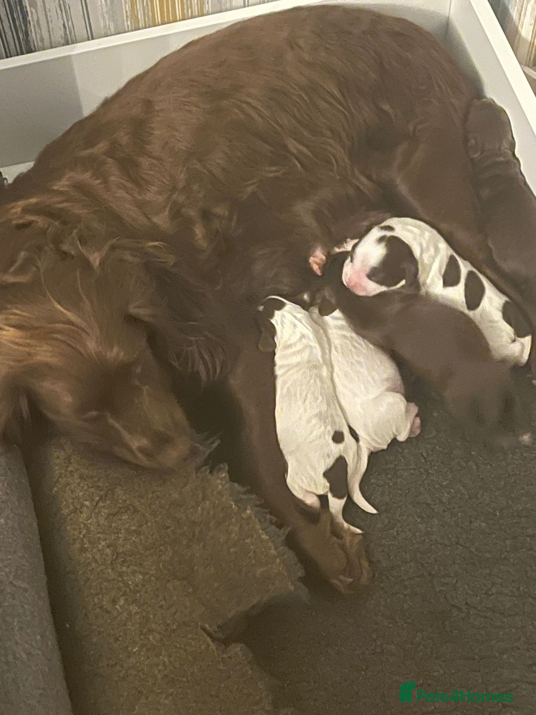 Sprocker dogs for sale: Beautiful Sprocker puppies  - Image 32