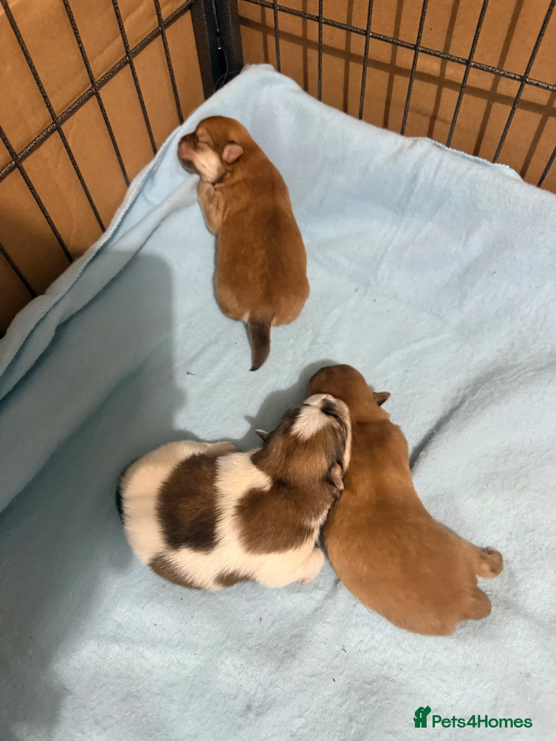 Mixed Breed dogs for sale: German spitz mix with pomchi  - Advert 5