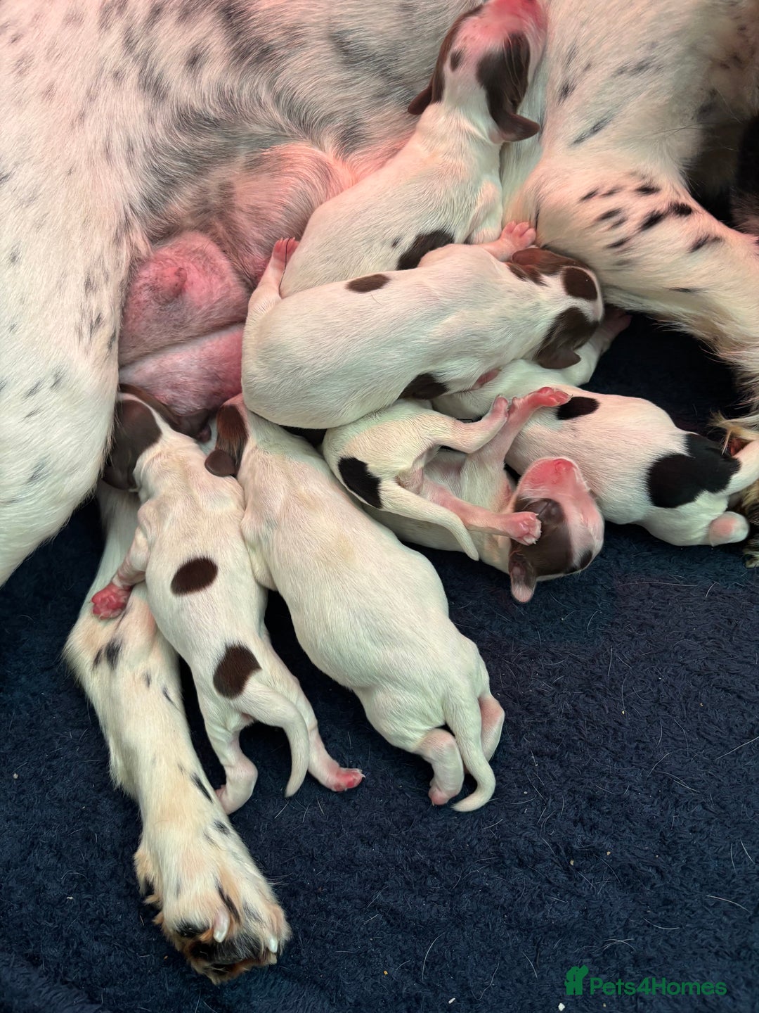 English Springer Spaniel dogs for sale: English Springer Spaniel Puppies  - Advert 27