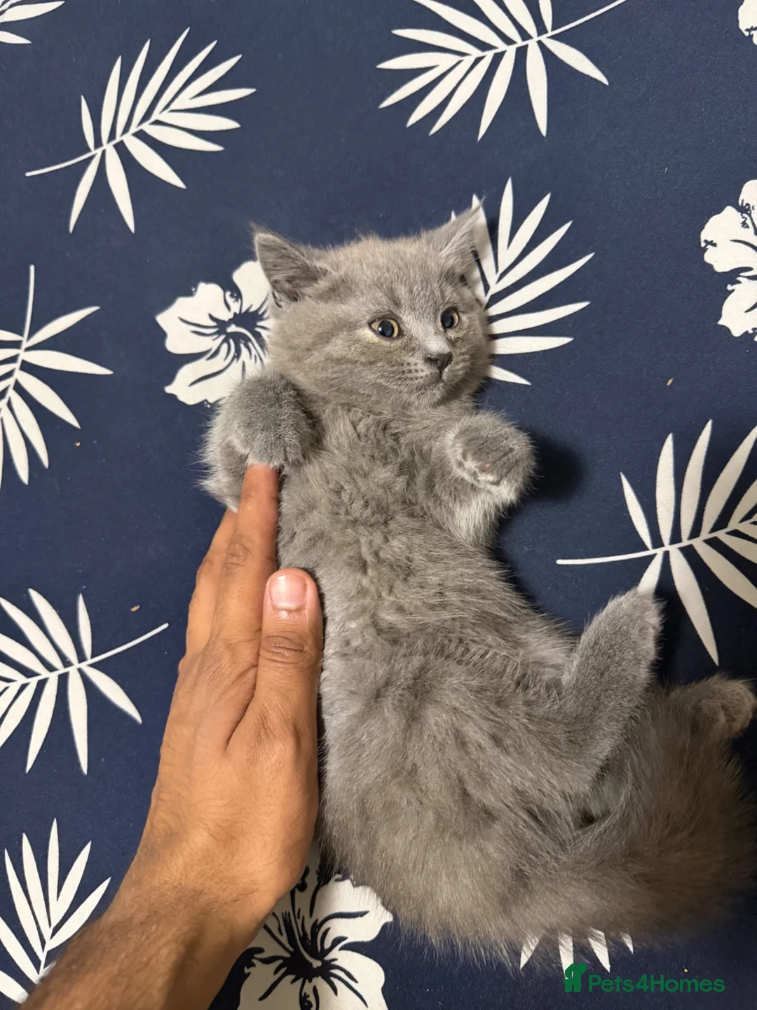 British Shorthair cats for sale: Beautiful British short hairs chubby   - Advert 2