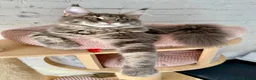 Maine Coon cats for sale: Pedigree Massive TICA registered kittens  - Advert 9