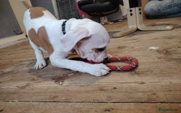 Mixed Breed dogs for sale: Strong, Healthy Presa x Staffy Pups Ready Now - Image 35