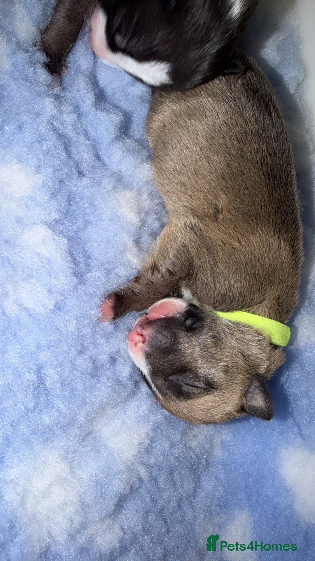 English Bull Terrier dogs for sale: Beautiful Quality KC English Bullterrier Puppies  - Advert 2