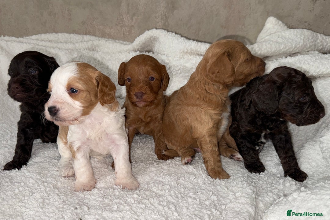 Cockapoo dogs for sale: 🐾Beautiful F2 cockapoos  🐾 - Image 16