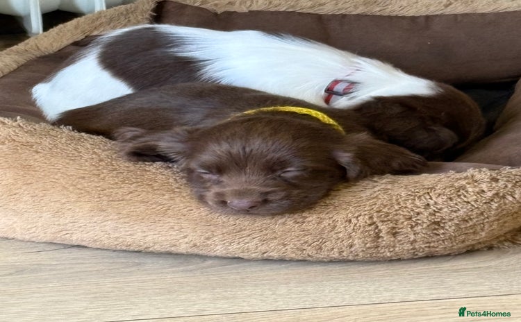 Sprocker dogs - Advert 2