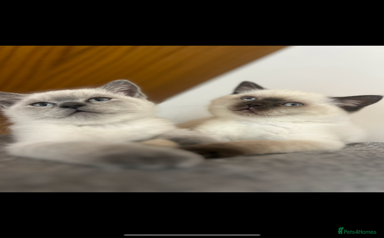 British Shorthair cats in Ingatestone - Advert 9