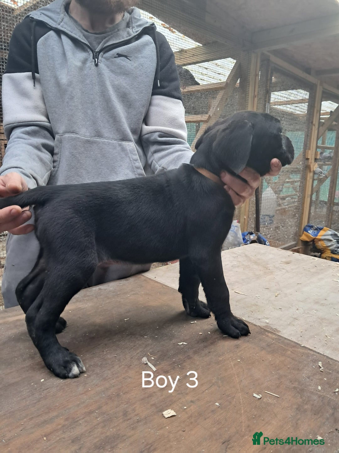 Cane Corso dogs for sale: Cane Corso Puppies - Advert 7