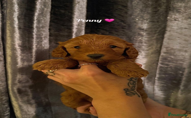 Cockapoo dogs - Advert 1