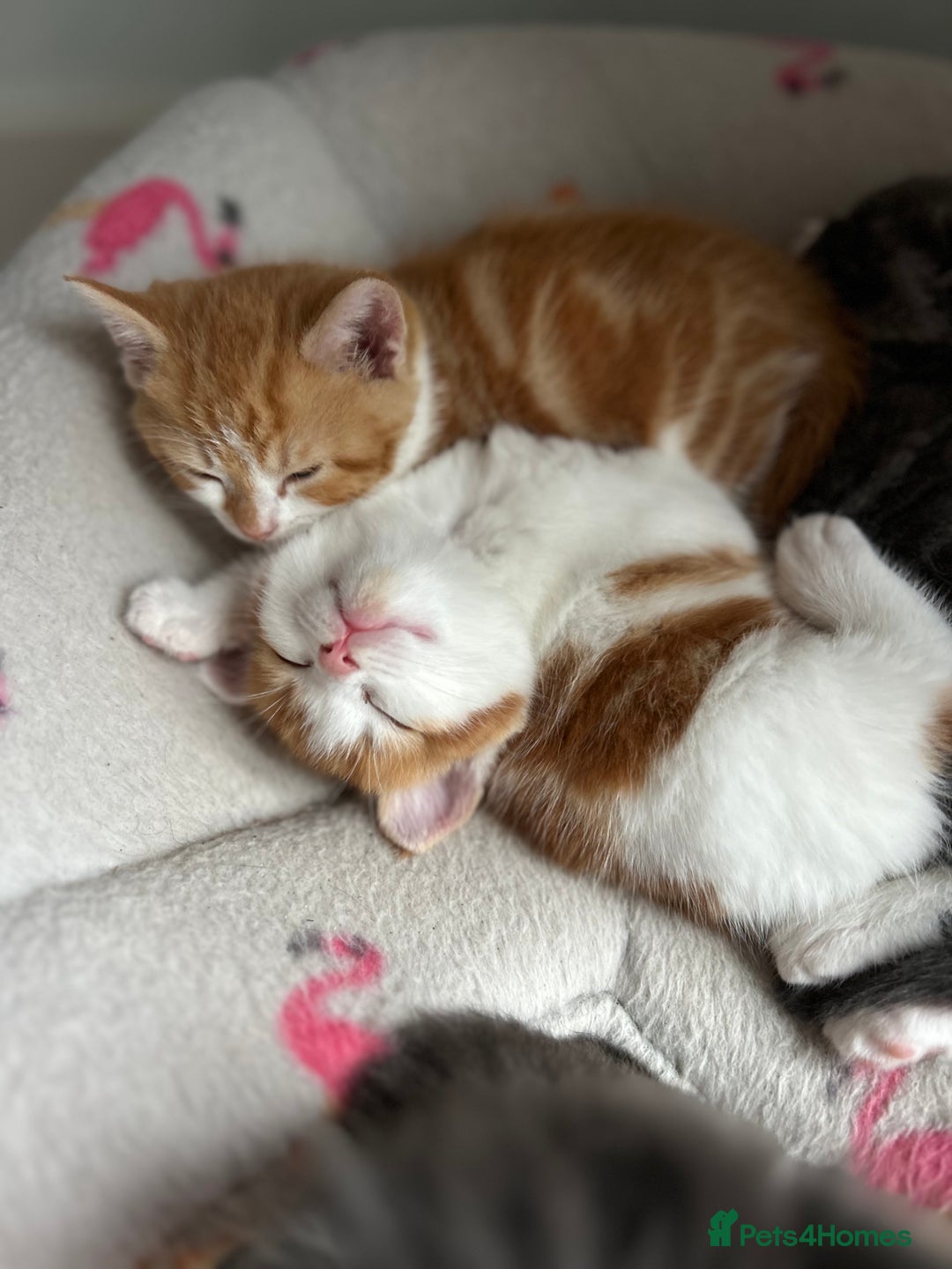 British Shorthair cats for sale: Chunky Kittens half BSH  - Image 7