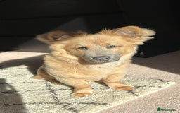 Mixed Breed dogs for stud: Chow Chow x dachshund stud  - Image 1