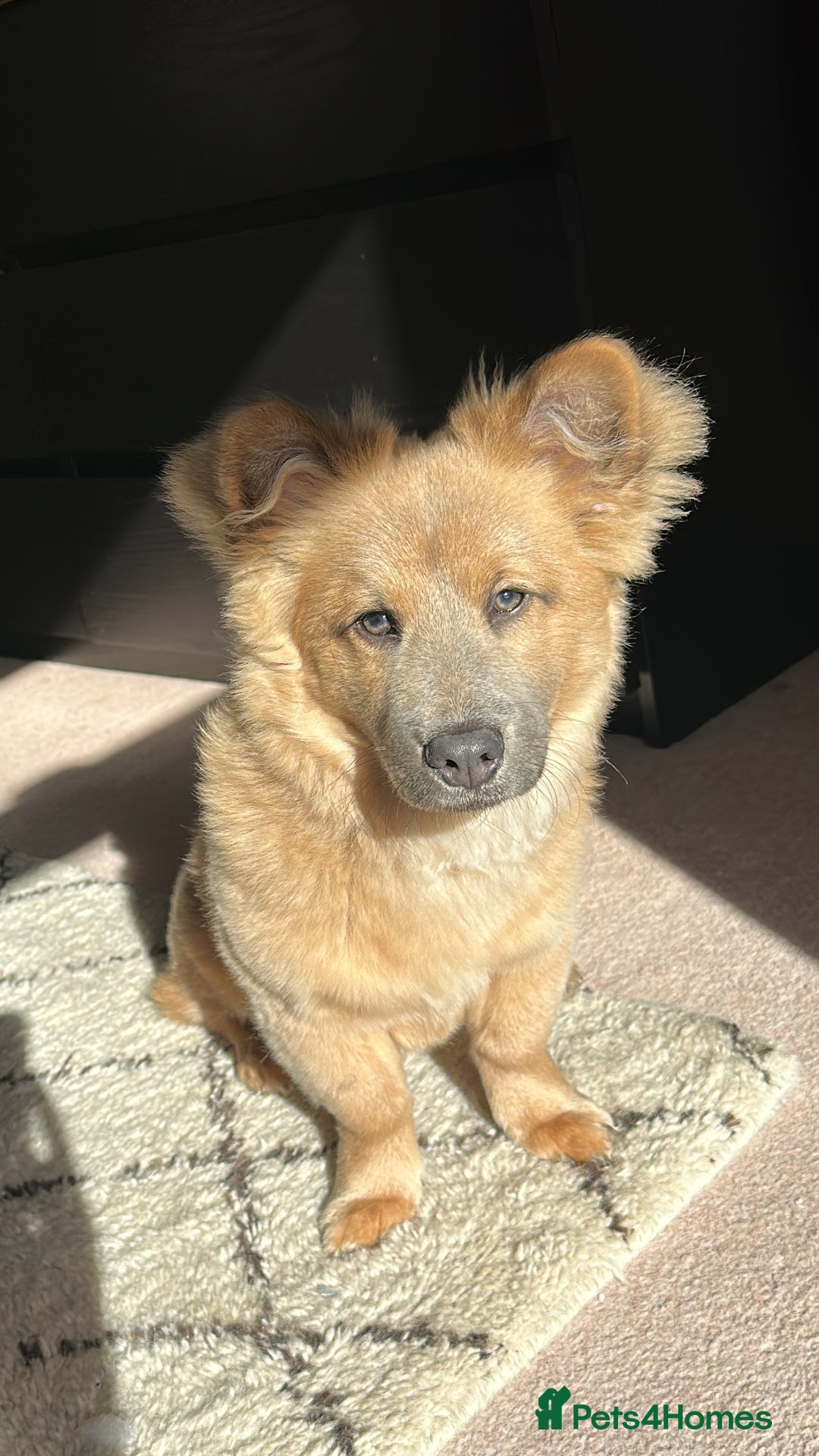 Mixed Breed dogs for stud: Chow Chow x dachshund stud  - Image 1