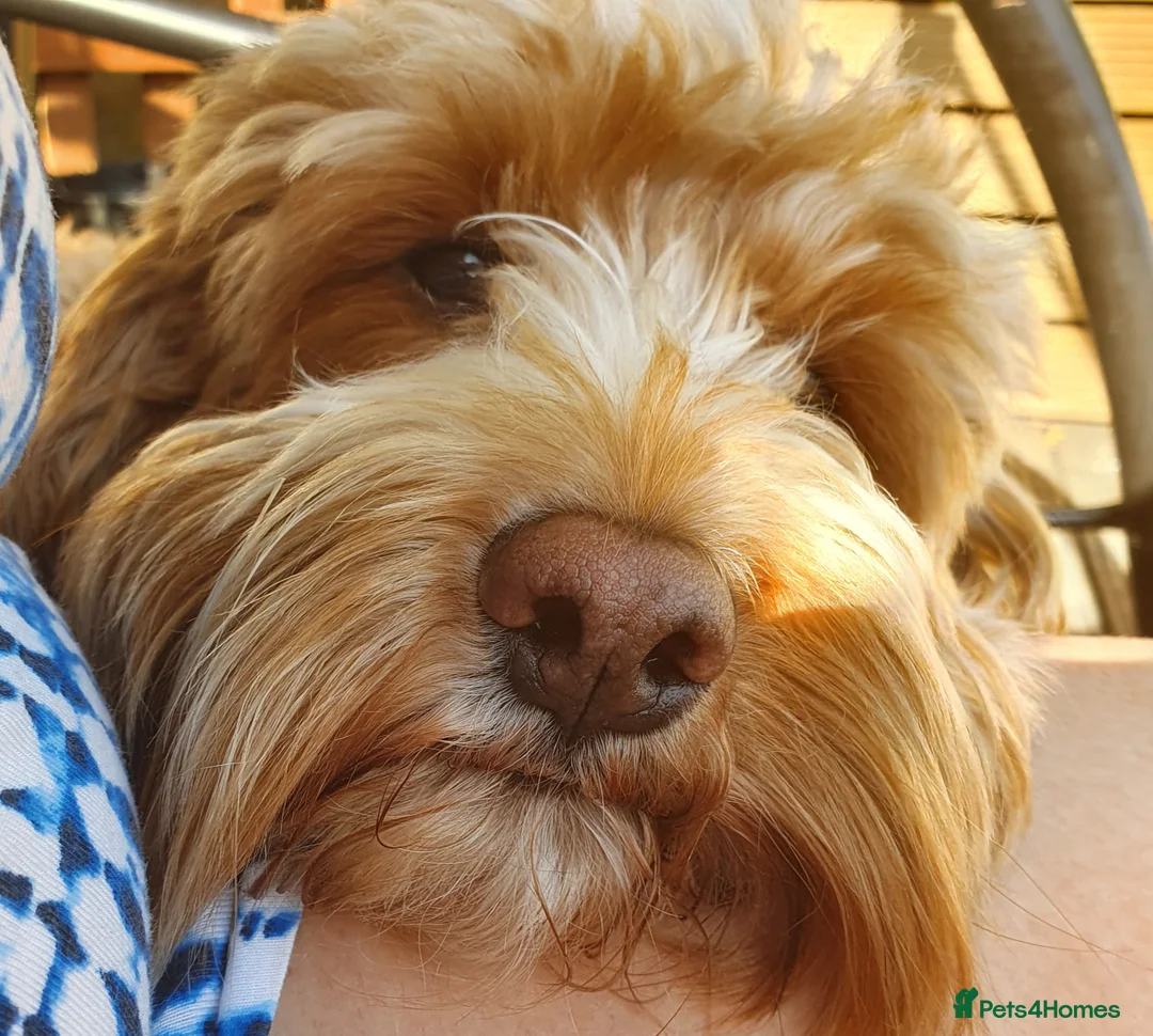 Cockapoo dogs for stud: Proven Red & white F1 cockapoo stud dog. in Barnsley - Advert 4