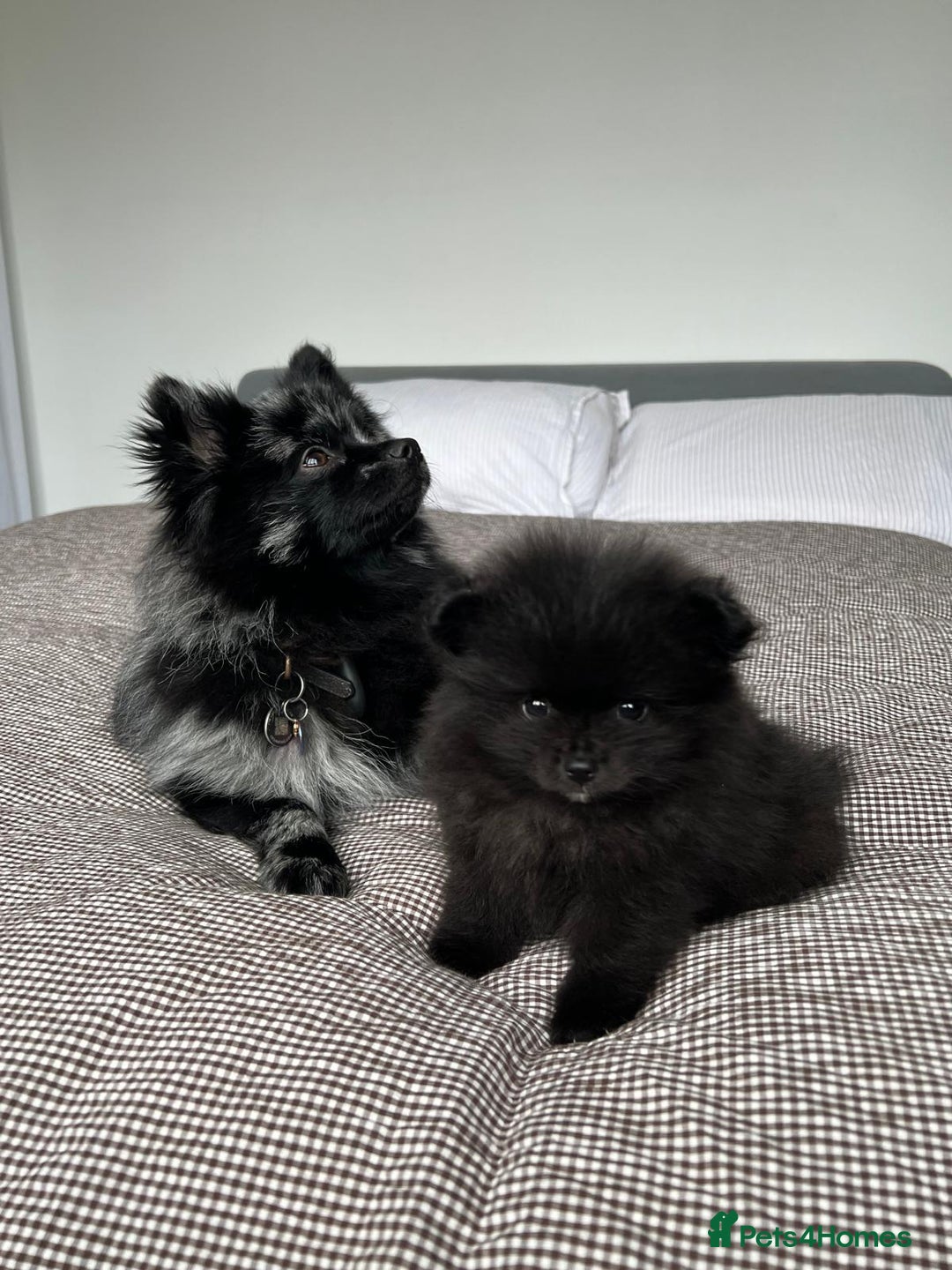 Pomeranian dogs for sale: ONE-TIME ONLY PUREBRED POM PUP (BLUE MERLE PARENT) - Advert 8