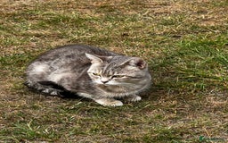Mixed Breed cats for sale: Half British short hair cat  - Image 3
