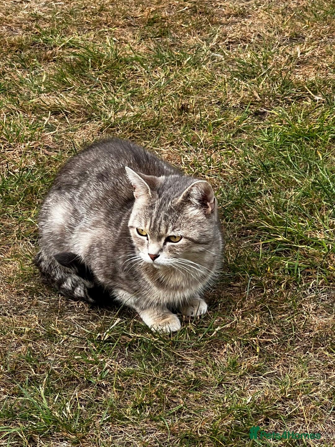 Mixed Breed cats for sale: Half British short hair cat  - Image 3
