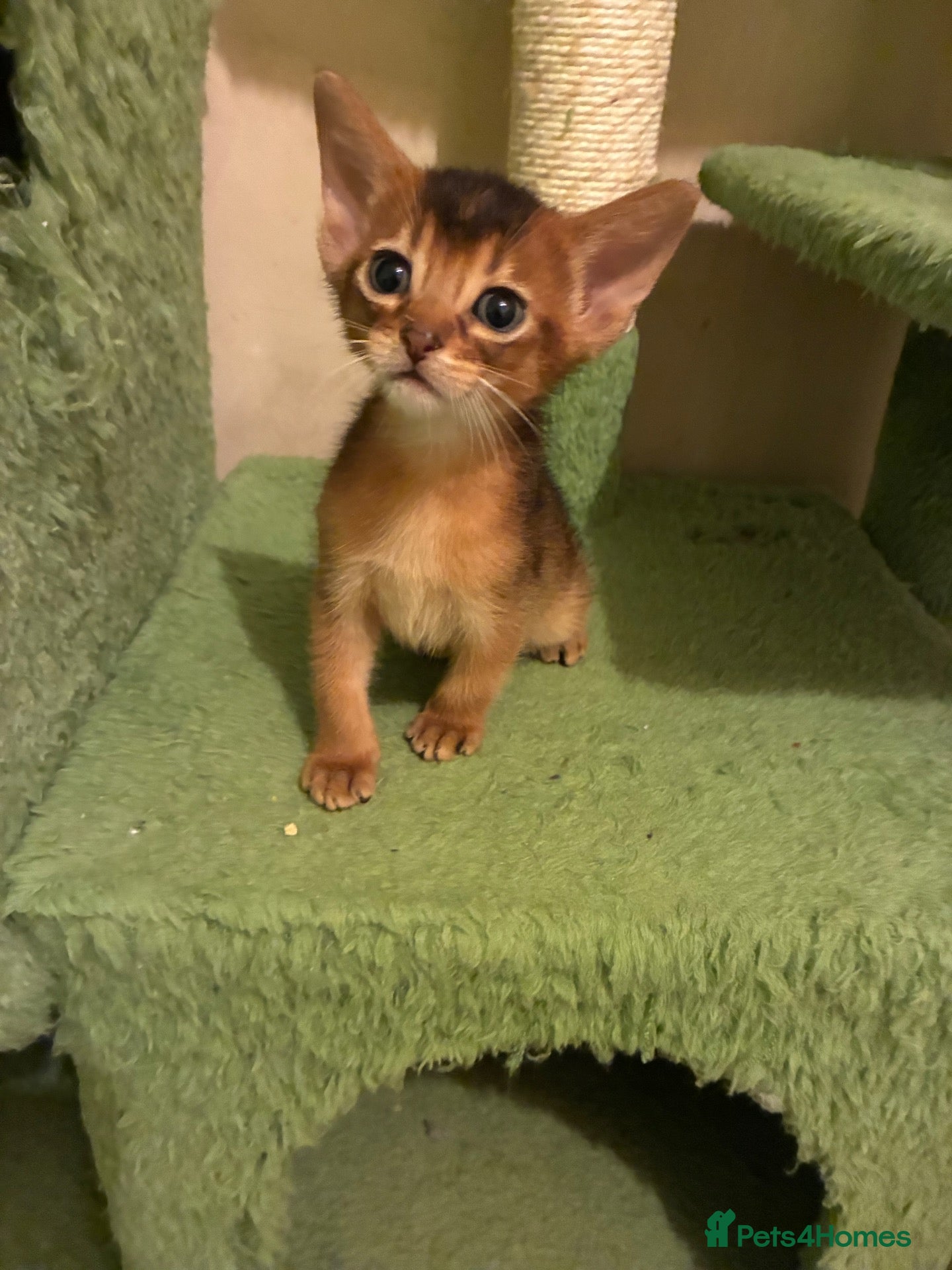 Abyssinian cats TICA 5* Pedigree Abyssinians  - Advert 2