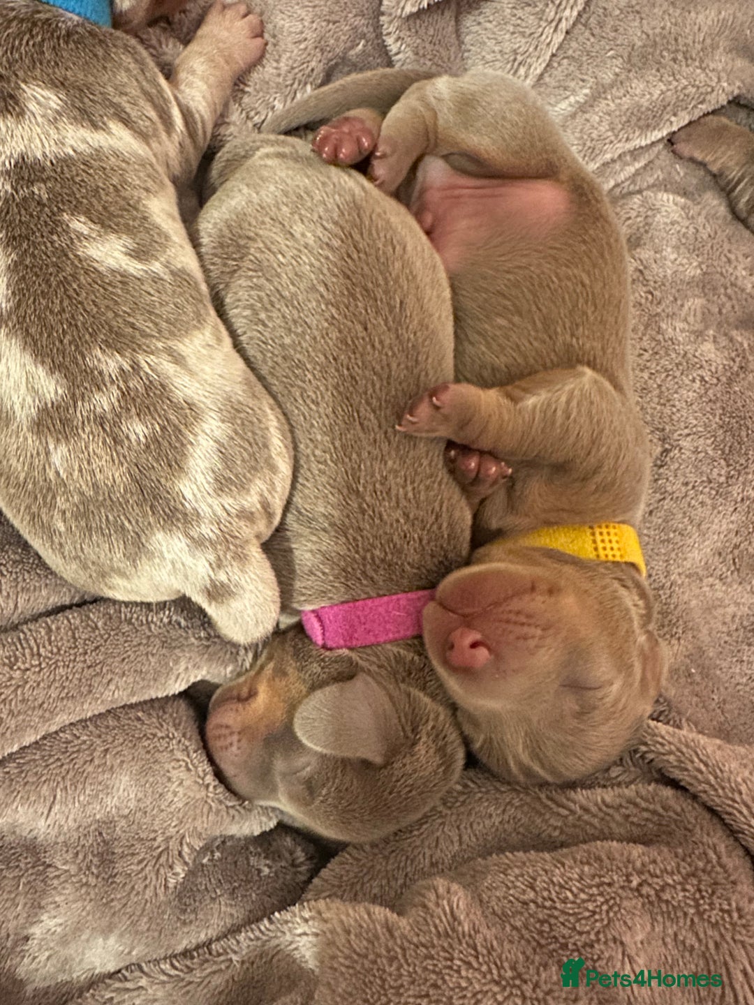 Miniature Dachshund dogs for sale: kc miniature dachshunds  - Image 2