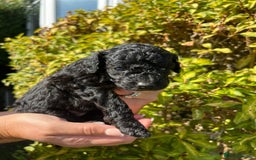 Cockapoo dogs for sale: Cockapoo - Image 14