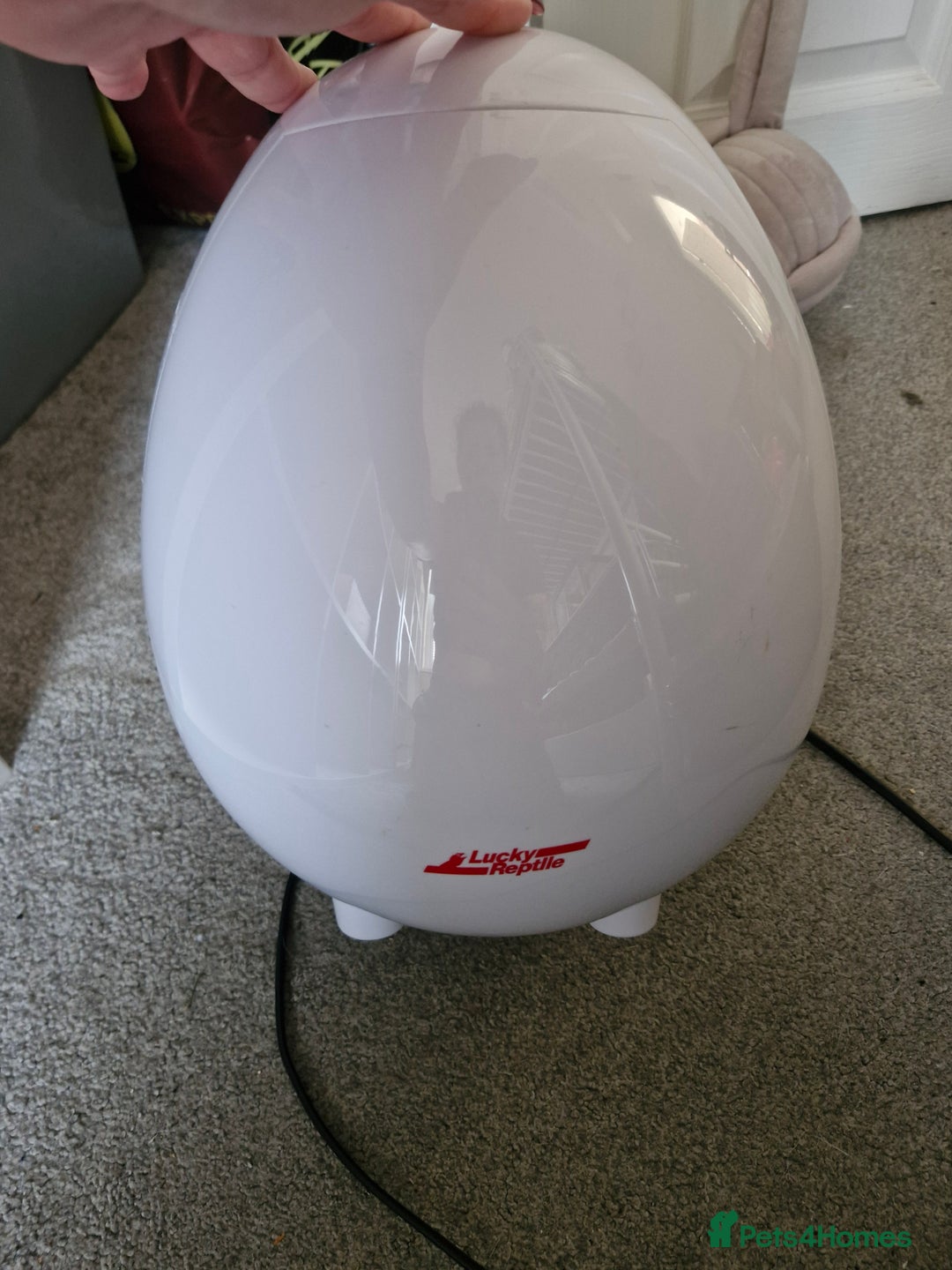 Leopard Gecko reptiles for sale: Leopard ghekos  - Advert 8