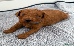 Toy Poodle dogs for sale: 6 Exquisite Red Toy Poodles. Parents DNA Clear - Image 1
