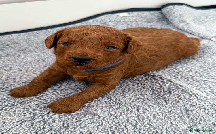 Toy Poodle dogs - Advert 4