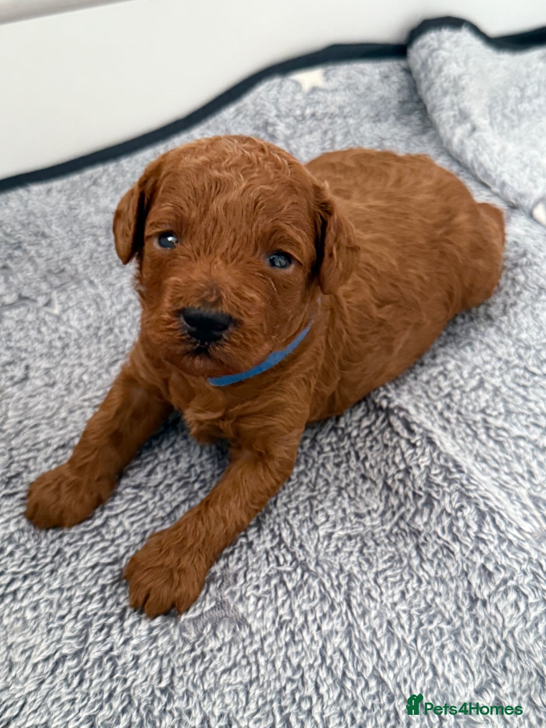 Toy Poodle dogs for sale: 6 Exquisite Red Toy Poodles. Parents DNA Clear - Image 1