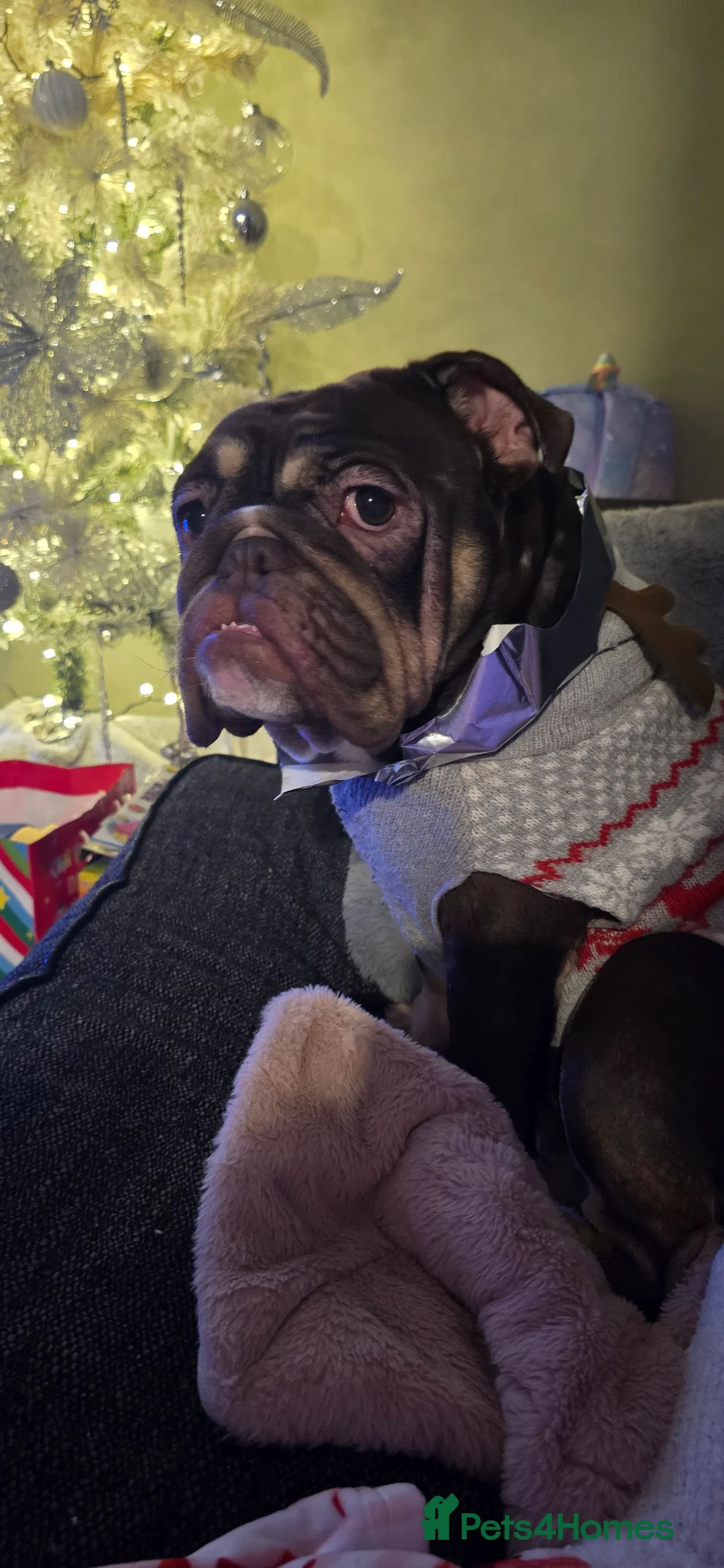 English Bulldog dogs for sale: Nellie 1 year old  in Leeds - Advert 4