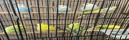 Budgerigars birds for sale: Young budgies £20 each - Advert 9