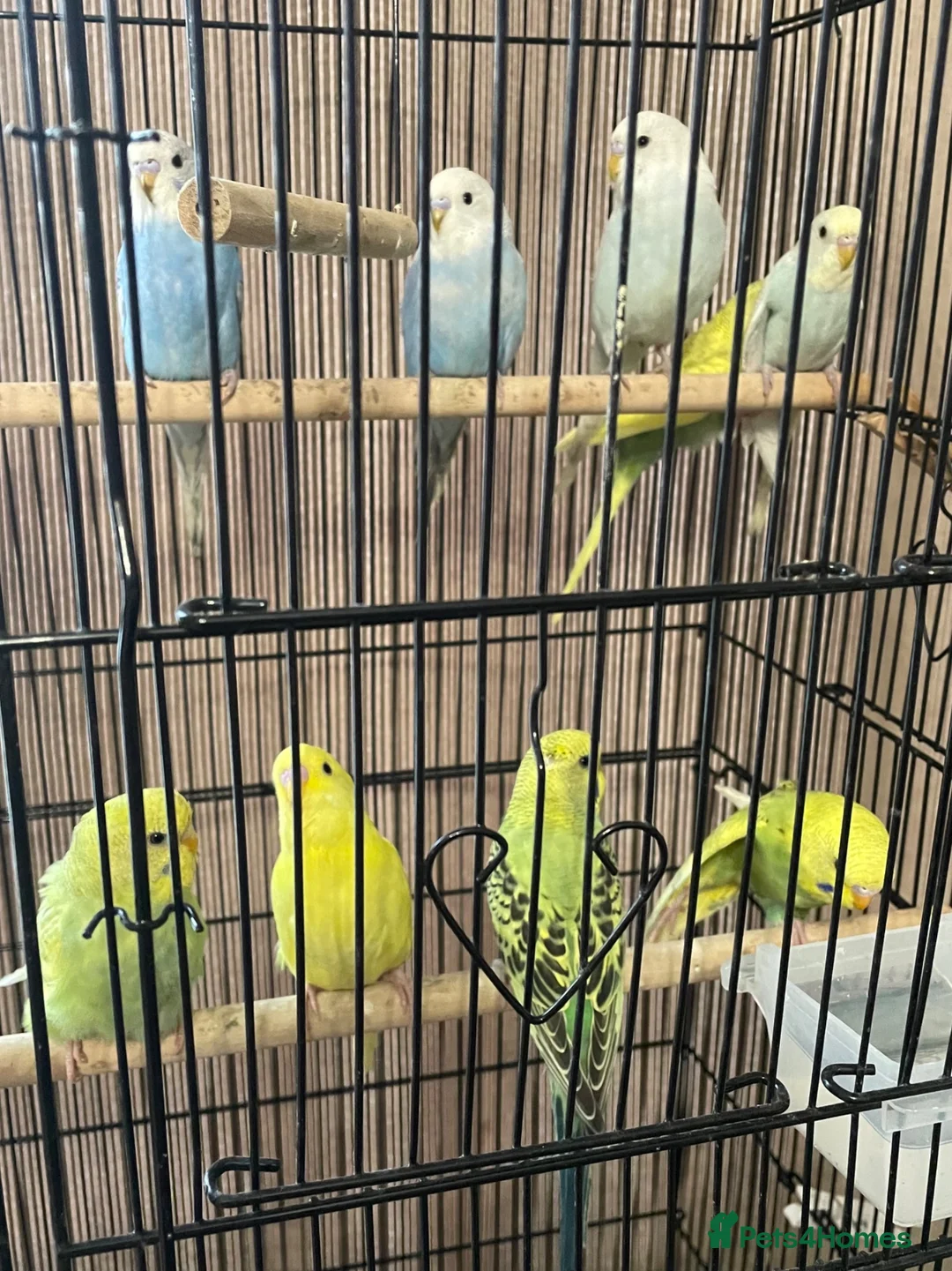 Budgerigars birds for sale: Young budgies £20 each - Advert 9